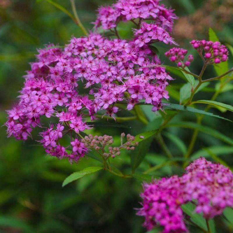 Spirée du Japon 'Little Princess' (Spiraea japonica 'Little Princess') - Godet - Taille 10/15cm - Pépinières Naudet - Image 1