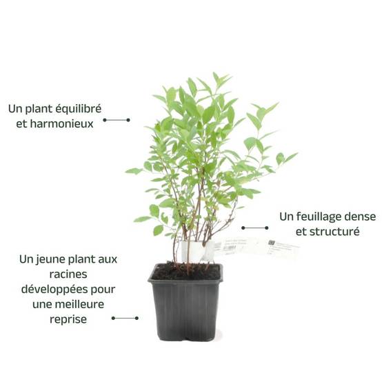 Spirée du Japon 'Little Princess' (Spiraea japonica 'Little Princess') - Godet - Taille 10/15cm - Pépinières Naudet - Image 3