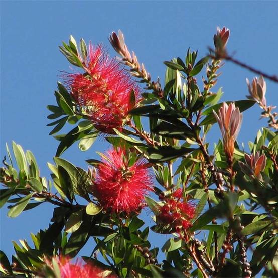 Callistemon citrinus Splendens - Rince-bouteille Pot de 7,5L/10L - Image 1