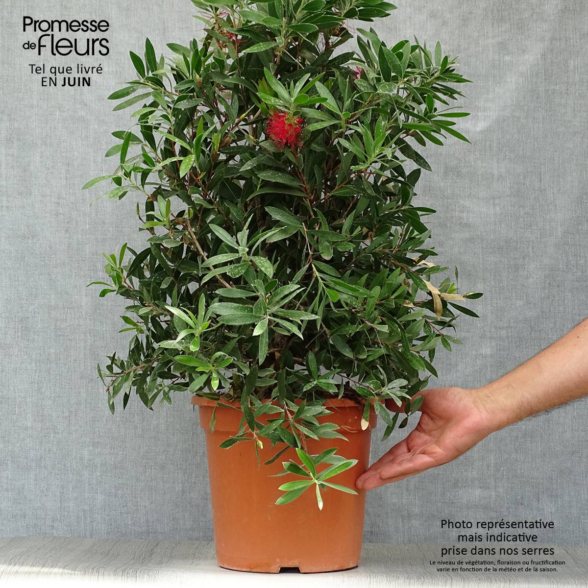 Callistemon citrinus Splendens - Rince-bouteille Pot de 7,5L/10L - Image 2