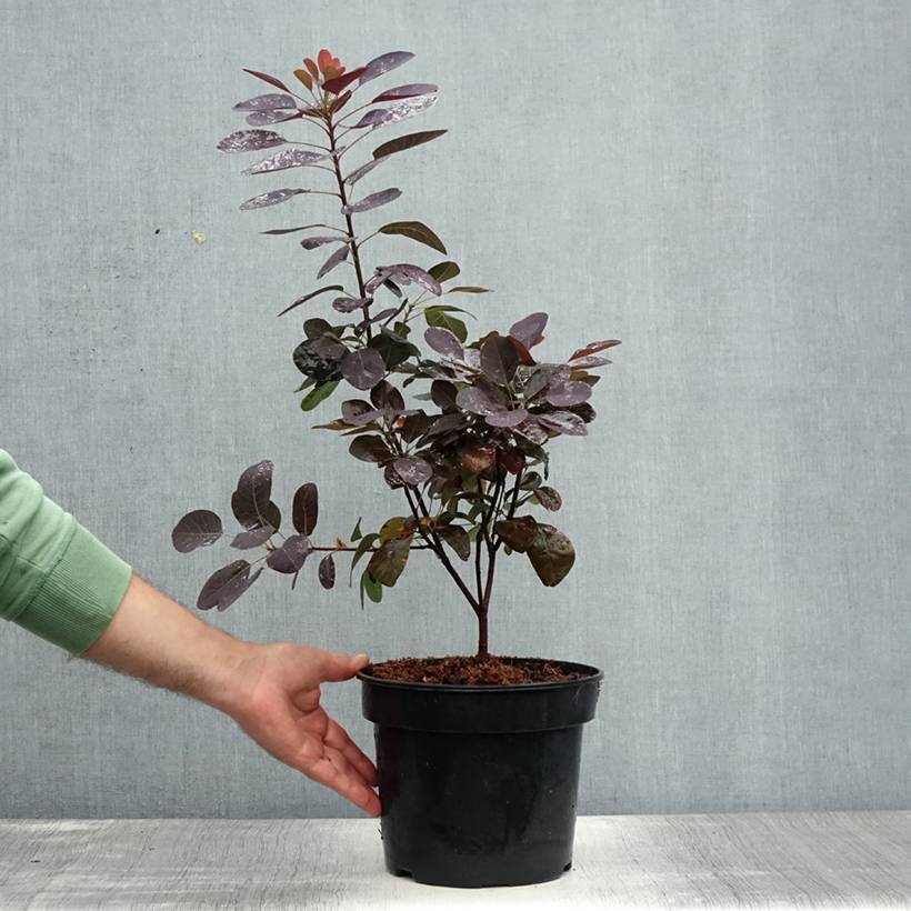 Promesse de Fleurs - Cotinus coggygria Royal Purple - Arbre à perruque  Pot de 4L/5L - Image 2