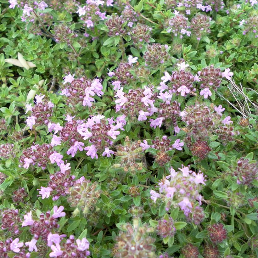 Promesse de Fleurs - Graines de Thym serpolet Magic Carpet - Thymus serpyllum le sachet de 200 graines environ (0,05g)