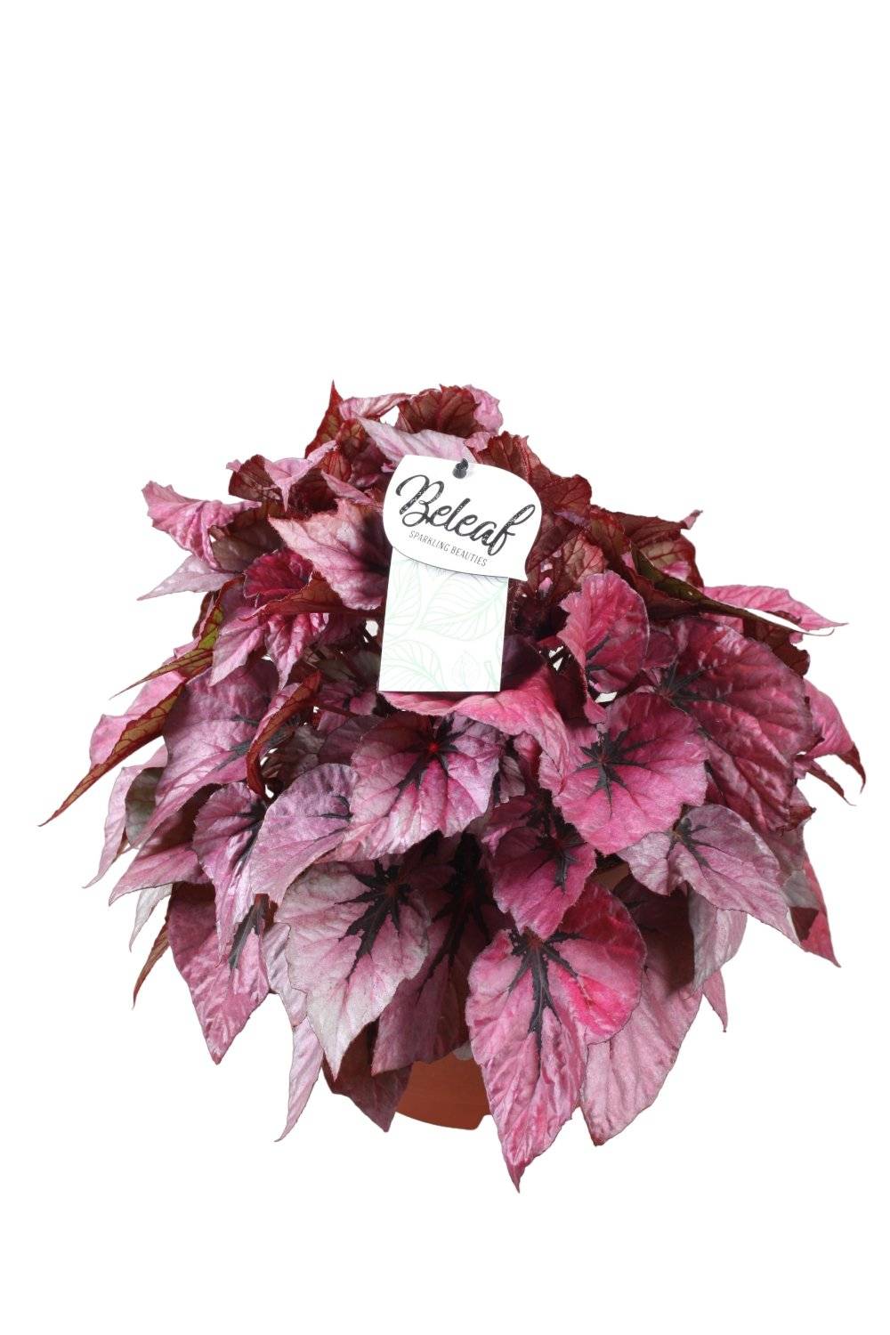 Begonia Beleaf 'Indian Summer' 32cm - Plante d'intérieur- La Green Touch - Image 2