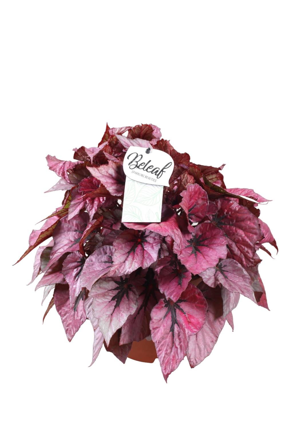 Begonia Beleaf 'Indian Summer' 32cm - Plante d'intérieur- La Green Touch - Image 1
