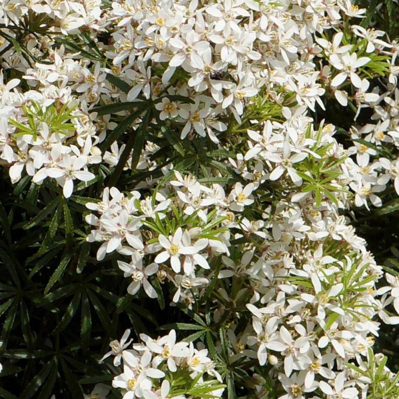 Oranger du Mexique White Dazzler® 'londaz' à fleurs Blanche - feuillage Persistant - Pot de 3L - 40/60 cm-  hauteur à maturité De 1,00 m à 1,50 m - Image 2