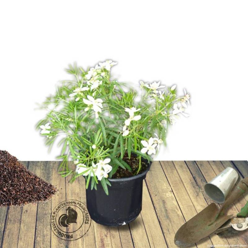 Oranger du Mexique White Dazzler® 'londaz' à fleurs Blanche - feuillage Persistant - Pot de 3L - 40/60 cm-  hauteur à maturité De 1,00 m à 1,50 m - Image 8