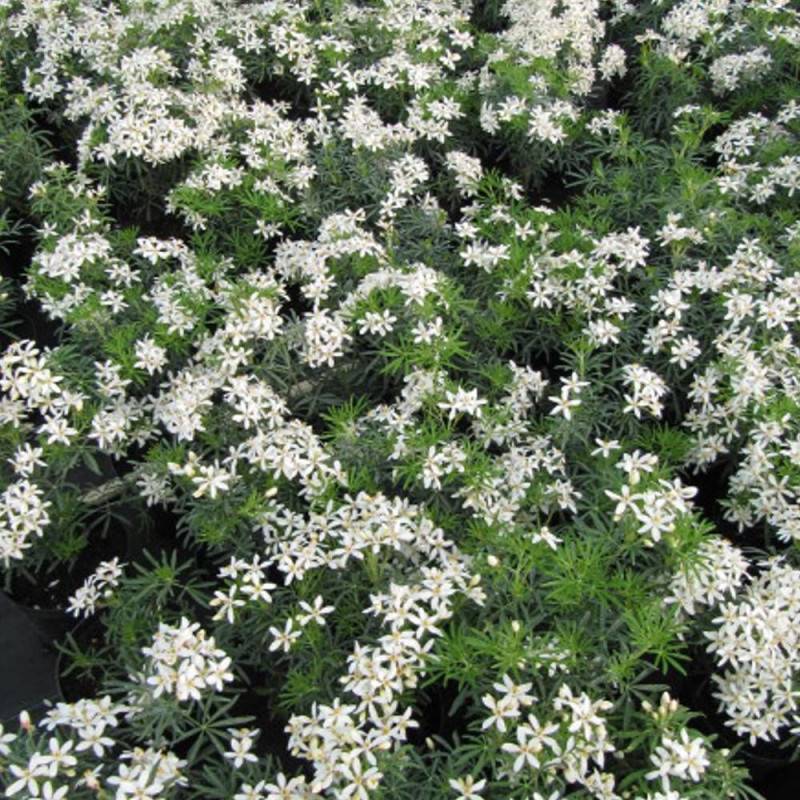 Oranger du Mexique White Dazzler® 'londaz' à fleurs Blanche - feuillage Persistant - Pot de 3L - 40/60 cm-  hauteur à maturité De 1,00 m à 1,50 m - Image 4