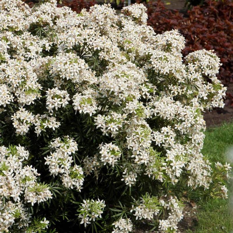 Oranger du Mexique White Dazzler® 'londaz' à fleurs Blanche - feuillage Persistant - Pot de 3L - 40/60 cm-  hauteur à maturité De 1,00 m à 1,50 m - Image 1