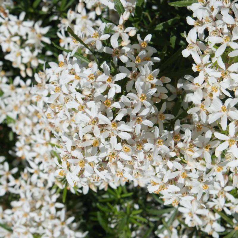 Oranger du Mexique White Dazzler® 'londaz' à fleurs Blanche - feuillage Persistant - Pot de 3L - 40/60 cm-  hauteur à maturité De 1,00 m à 1,50 m - Image 6