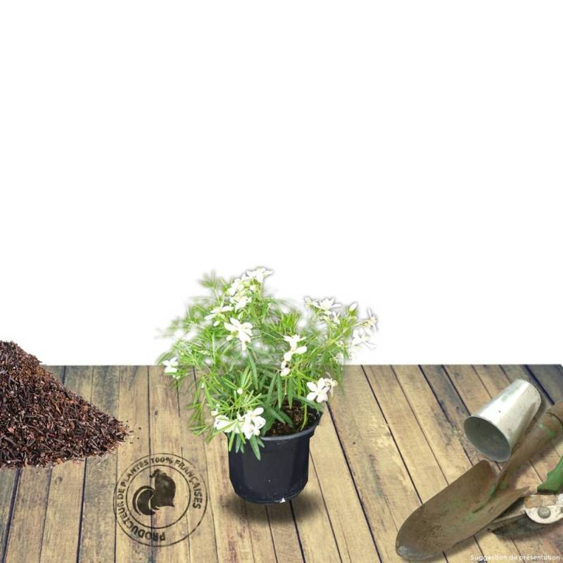 Oranger du Mexique White Dazzler® 'londaz' à fleurs Blanche - feuillage Persistant - Pot de 3L - 40/60 cm-  hauteur à maturité De 1,00 m à 1,50 m - Image 7