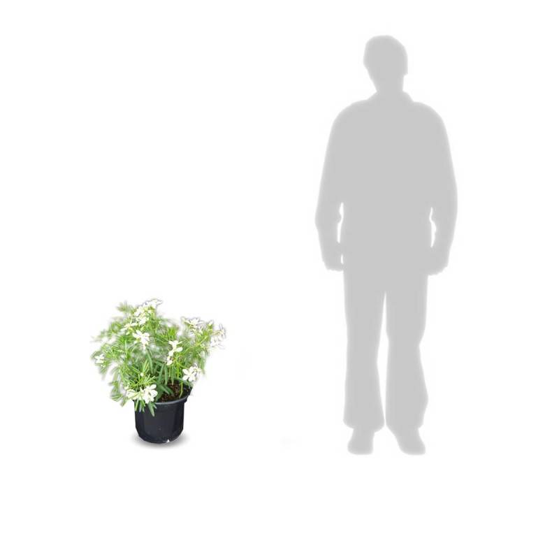Oranger du Mexique White Dazzler® 'londaz' à fleurs Blanche - feuillage Persistant - Pot de 3L - 40/60 cm-  hauteur à maturité De 1,00 m à 1,50 m - Image 10