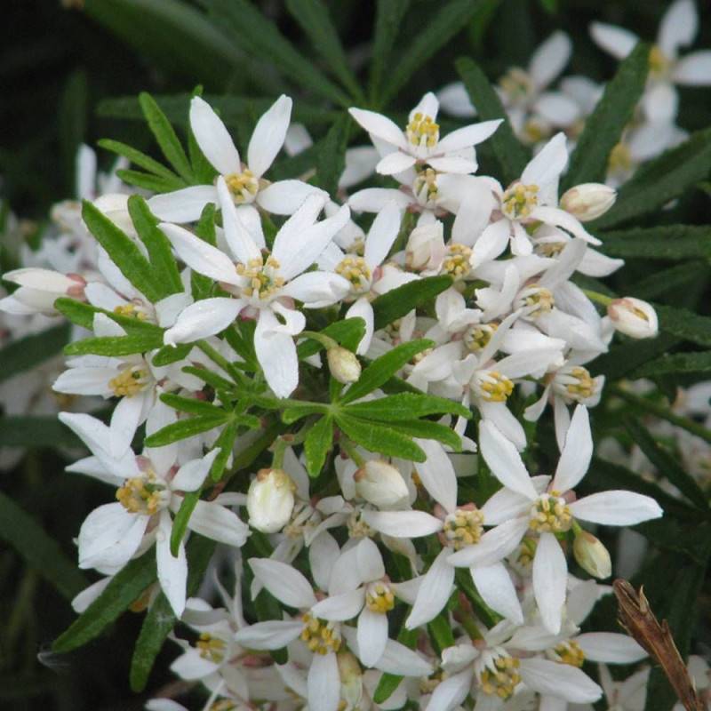 Oranger du Mexique White Dazzler® 'londaz' à fleurs Blanche - feuillage Persistant - Pot de 3L - 40/60 cm-  hauteur à maturité De 1,00 m à 1,50 m - Image 5