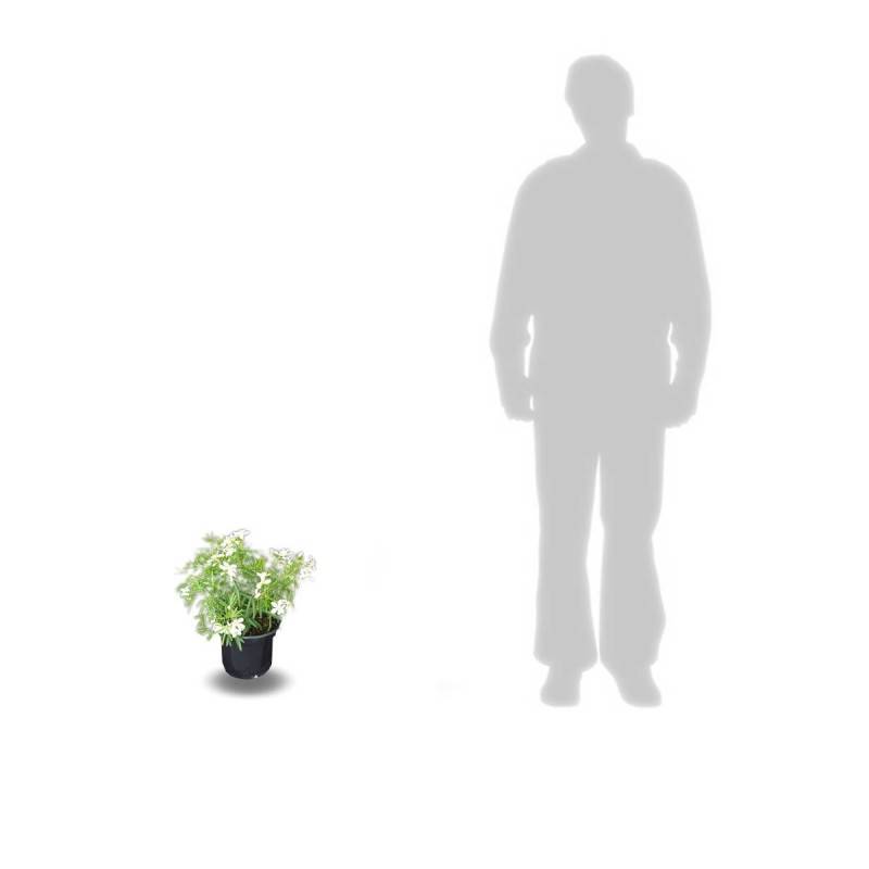Oranger du Mexique White Dazzler® 'londaz' à fleurs Blanche - feuillage Persistant - Pot de 3L - 40/60 cm-  hauteur à maturité De 1,00 m à 1,50 m - Image 9