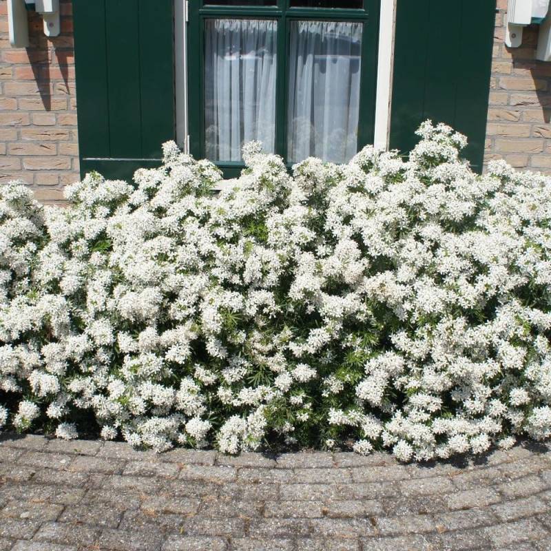 Oranger du Mexique White Dazzler® 'londaz' à fleurs Blanche - feuillage Persistant - Pot de 3L - 40/60 cm-  hauteur à maturité De 1,00 m à 1,50 m - Image 3