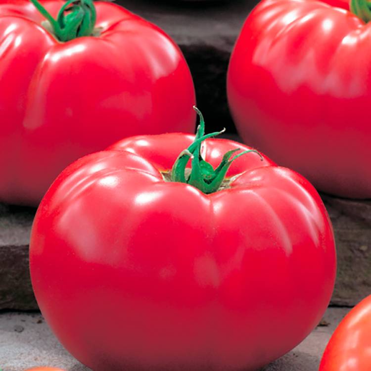 Plant de tomate ronde Supersteak f1 pot de 0,5 litre - Image 1