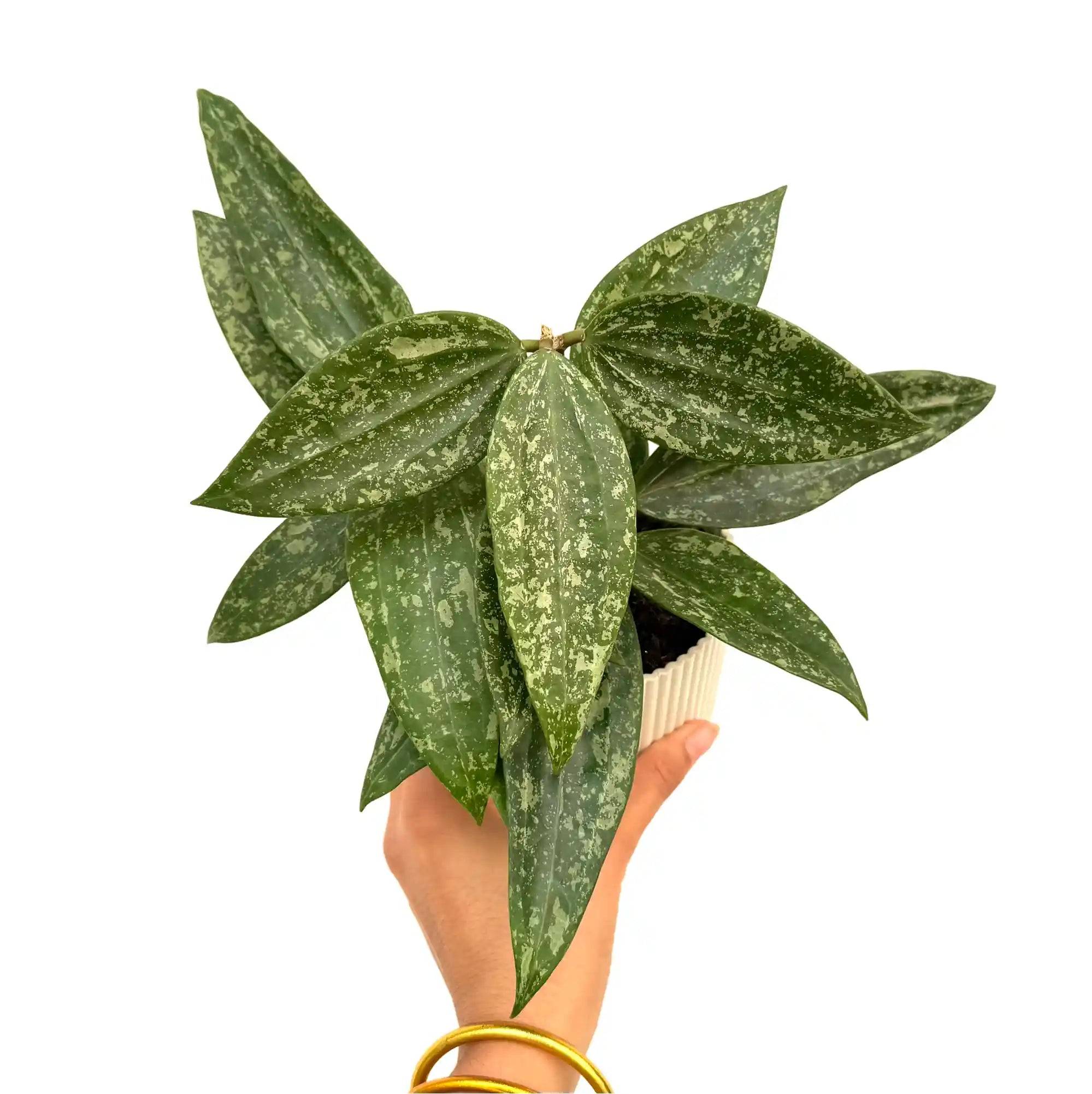 Hoya Rangsan - Pot de 11cm - Plantes d'intérieur - Image 1