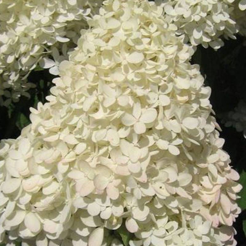 Hortensia paniculata Magical® Sweet Summer 'Bokrathirteen', Hydrangea paniculata à fleurs Rouge - feuillage Caduc - Pot de 1,5L - 10/20 cm-  hauteur à - Image 7