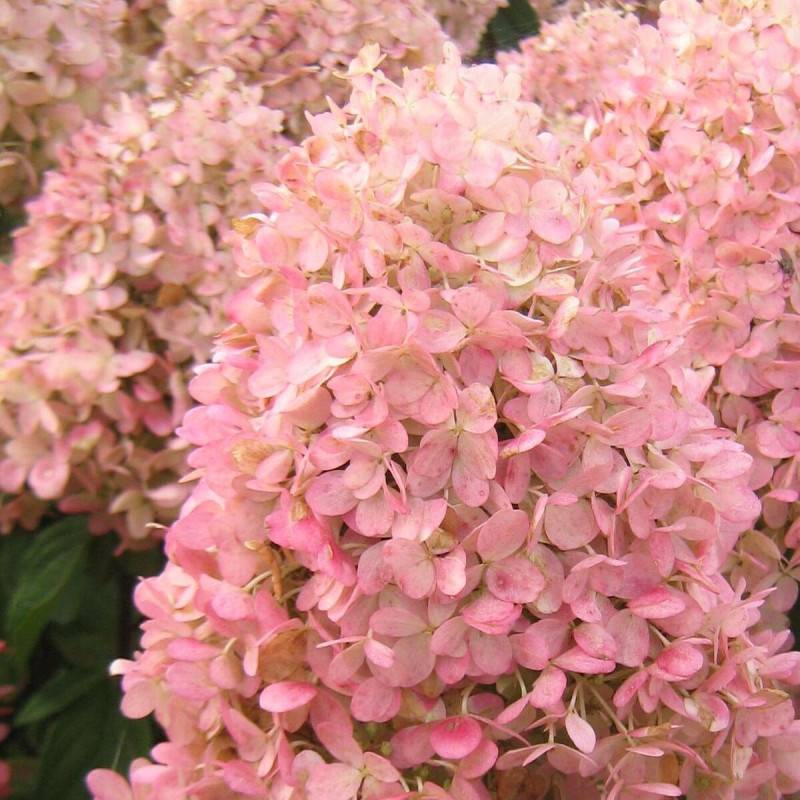 Hortensia paniculata Magical® Sweet Summer 'Bokrathirteen', Hydrangea paniculata à fleurs Rouge - feuillage Caduc - Pot de 1,5L - 10/20 cm-  hauteur à - Image 8