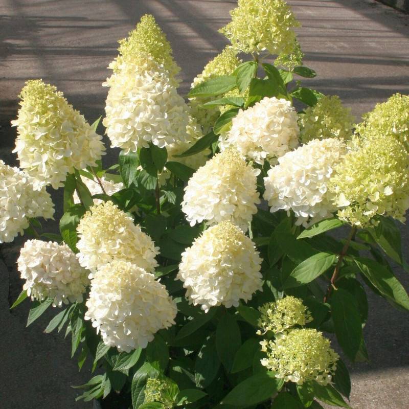 Hortensia paniculata Magical® Sweet Summer 'Bokrathirteen', Hydrangea paniculata à fleurs Rouge - feuillage Caduc - Pot de 1,5L - 10/20 cm-  hauteur à - Image 1