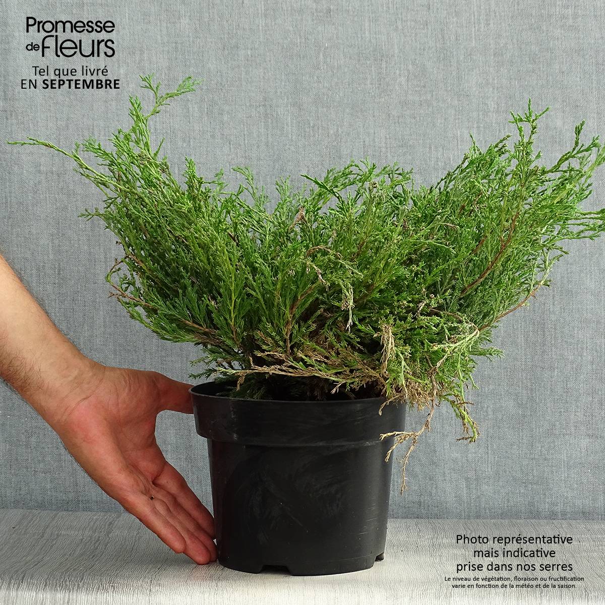 Genévrier horizontal - Juniperus horizontalis Andorra Compact Pot de 2L/3L - Image 2