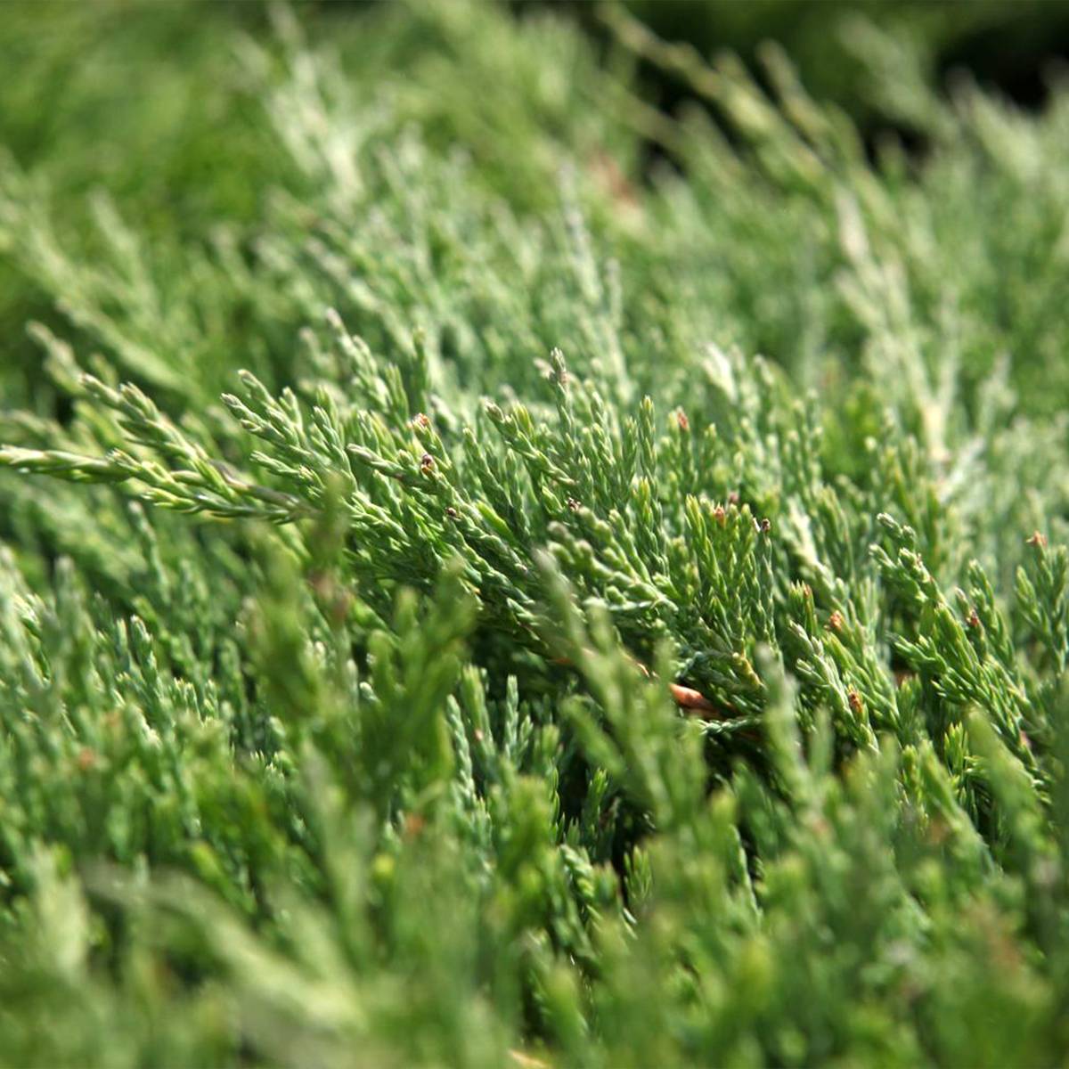 Genévrier horizontal - Juniperus horizontalis Andorra Compact Pot de 2L/3L - Image 1