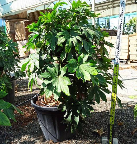0 - Fatsia japonica (Aralia du japon) Pot de 14L - 80/100 cm - Image 3