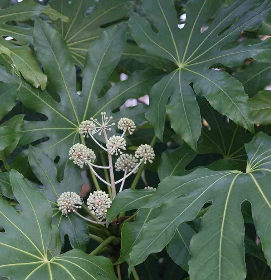0 - Fatsia japonica (Aralia du japon) Pot de 14L - 80/100 cm - Image 2