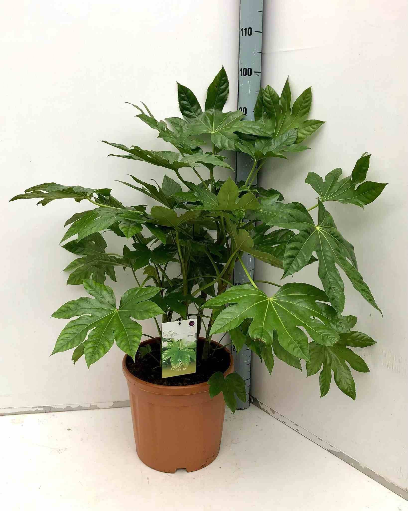 0 - Fatsia japonica (Aralia du japon) Pot de 14L - 80/100 cm - Image 1