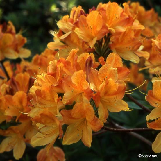 Azalée de Chine Hortulanus H Witte - Azalea mollis Pot de 4L/5L