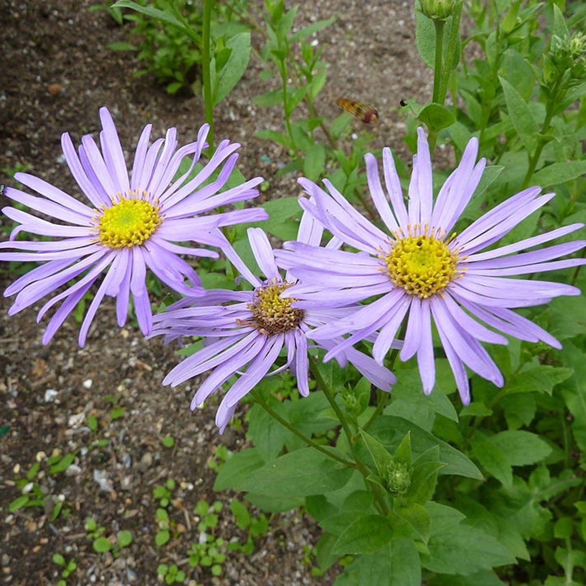 Promesse de Fleurs - Aster frikartii Mönch - Aster d'automne Pot de 1L/1,5L