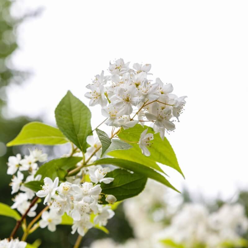Deutzia élancée (Deutzia gracilis) - Godet - Taille 13/25cm - Pépinières Naudet - Image 2