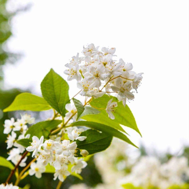 Deutzia élancée (Deutzia gracilis) - Godet - Taille 13/25cm - Pépinières Naudet - Image 1