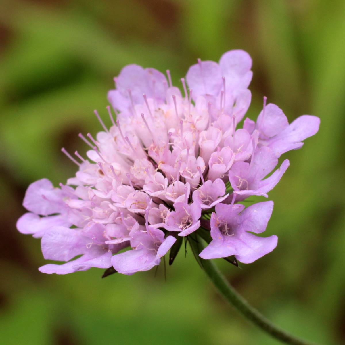 Scabiosa columbaria Pincushion Pink - Scabieuse colombaire  Godet de 8/9 cm