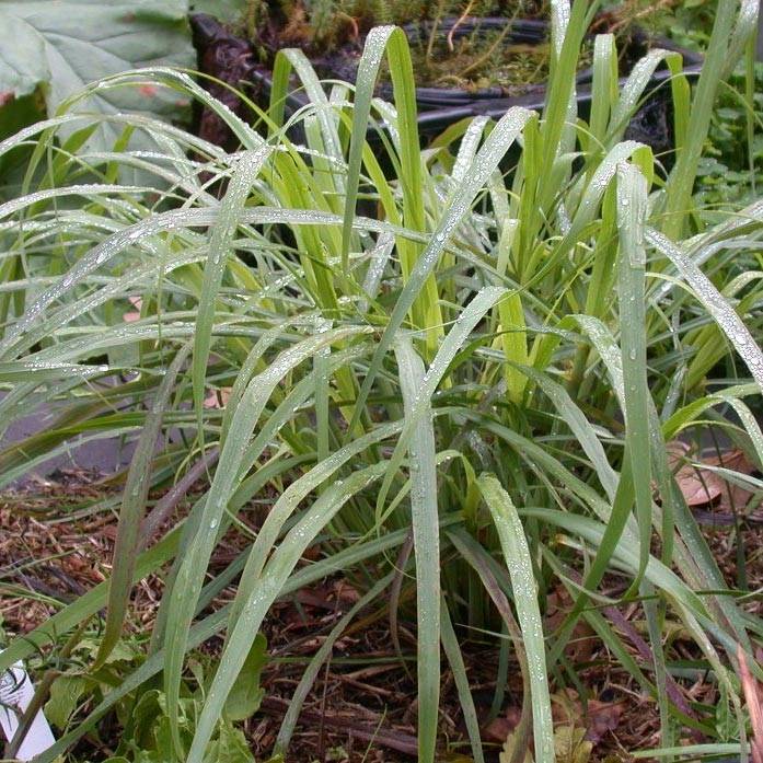 Citronnelle de Madagascar - Cymbopogon citratus en plants Godet de 7/8 cm
