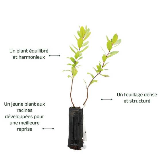 Arbousier ou Arbre aux Fraises (Arbutus Unedo) - Godet - Taille 15/30cm - Pépinières Naudet - Image 4