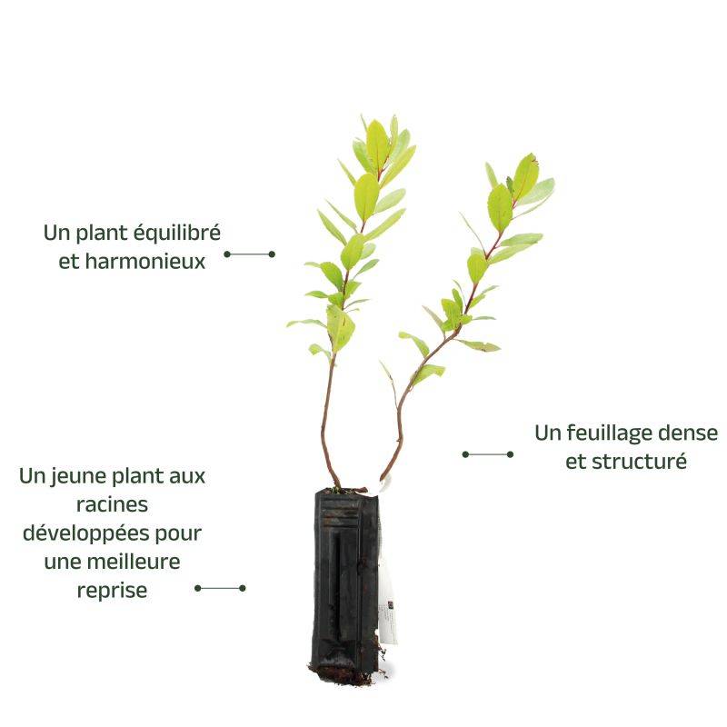 Arbousier ou Arbre aux Fraises (Arbutus Unedo) - Godet - Taille 15/30cm - Pépinières Naudet - Image 4