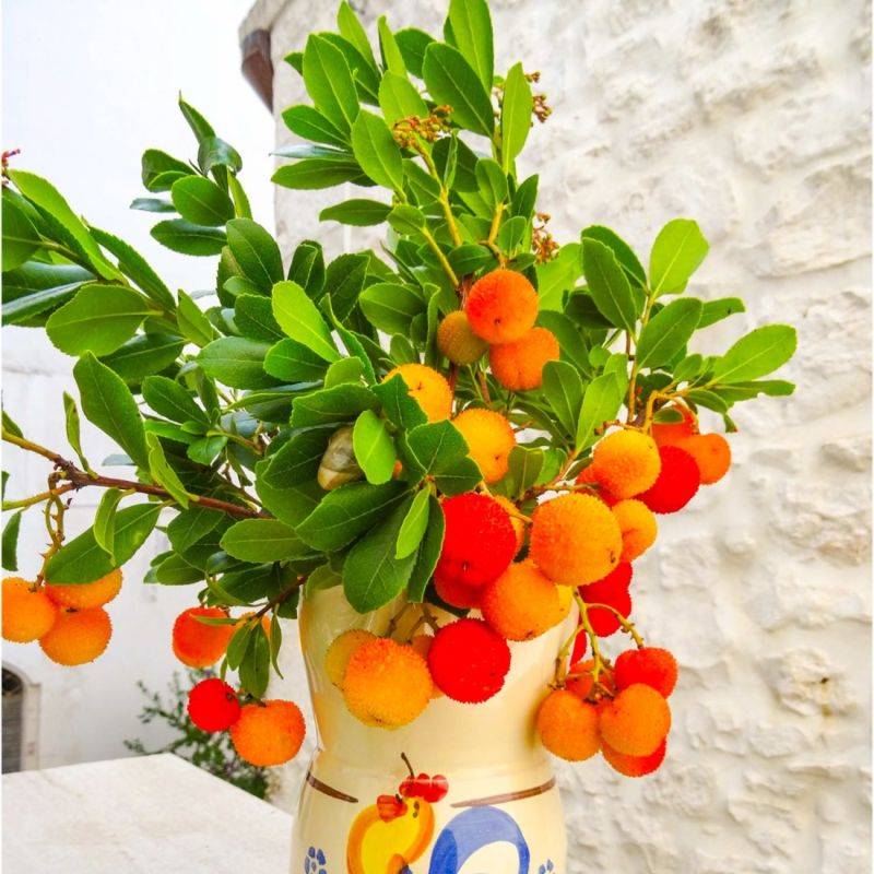 Arbousier ou Arbre aux Fraises (Arbutus Unedo) - Godet - Taille 15/30cm - Pépinières Naudet - Image 2