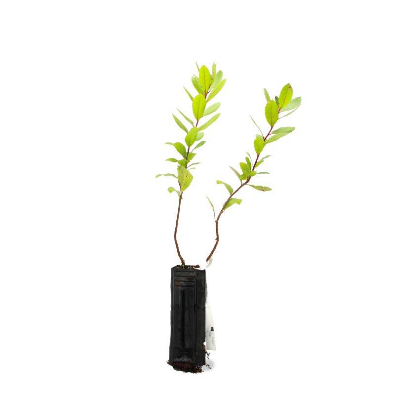 Arbousier ou Arbre aux Fraises (Arbutus Unedo) - Godet - Taille 15/30cm - Pépinières Naudet - Image 3