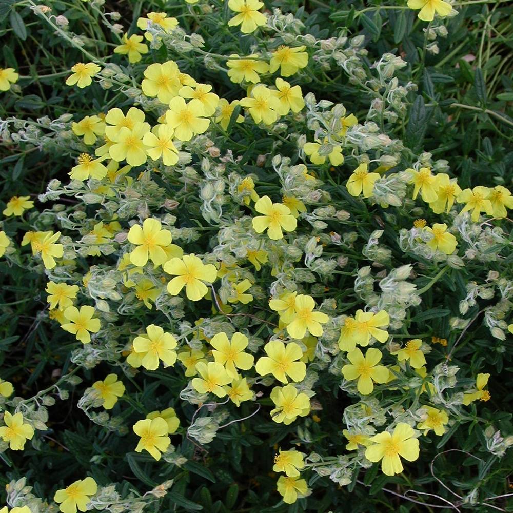 Promesse de Fleurs - Helianthemum nummularium - Hélianthème commun Godet de 8/9 cm