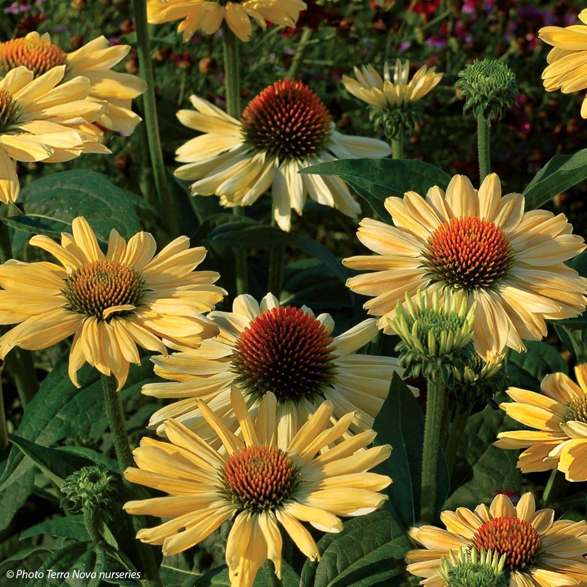 Promesse de Fleurs - Echinacea Aloha - Echinacée Godet de 8/9 cm