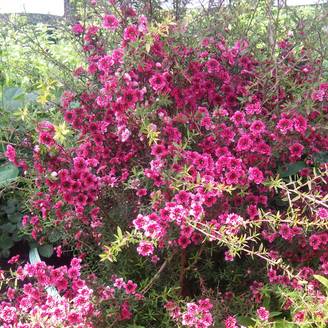 Leptospermum Wiri Kerry - Arbre à thé Pot de 2L/3L