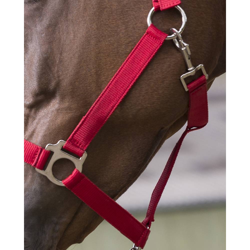 Ensemble licol et longe 'Club' rouge pour cheval - Image 4