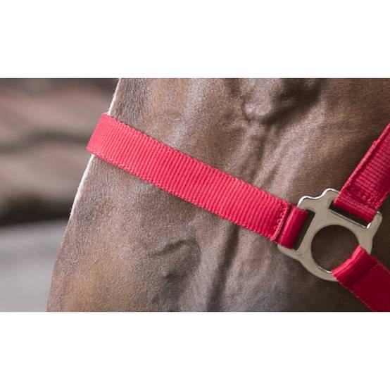 Ensemble licol et longe 'Club' rouge pour cheval - Image 2