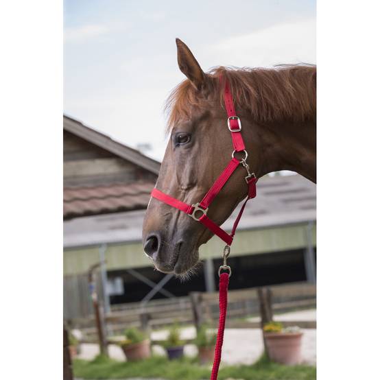 Ensemble licol et longe 'Club' rouge pour cheval - Image 1