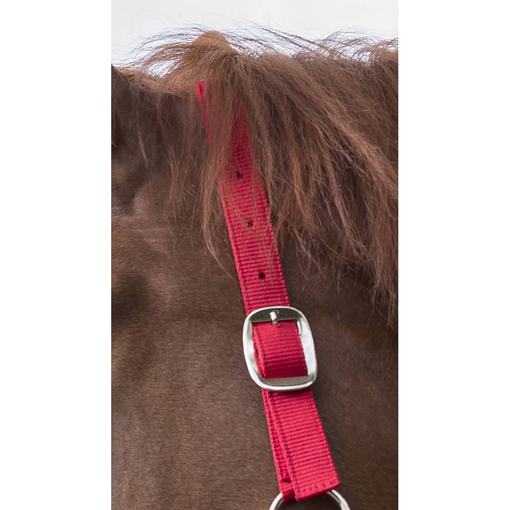 Licou Anatomique Cuir Rembourré Pour Cheval - Cristal Rouge Et Rembourrage Rouge