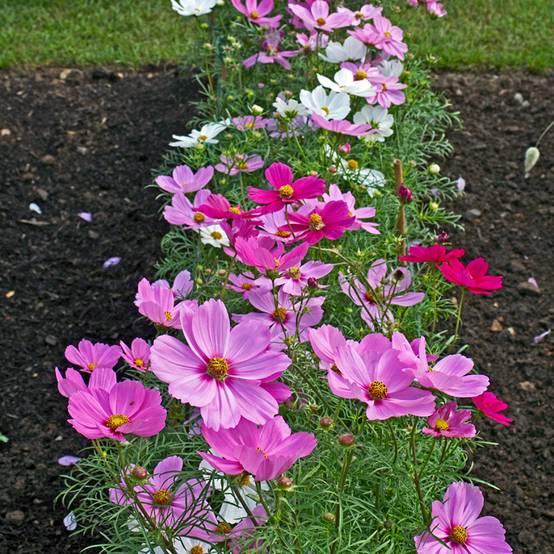 Graines de Cosmos Sonata Series Mixed - Cosmos bipinnatus le sachet de 150 graines environ (1g)