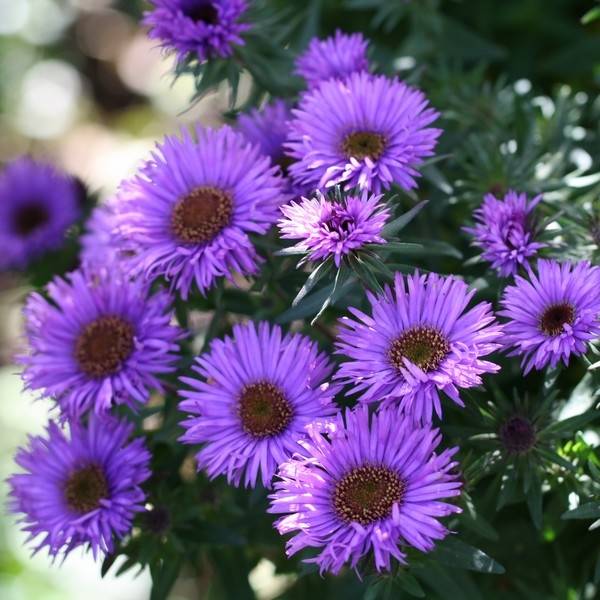 Promesse de Fleurs - Aster novae-angliae Purple Dome - Aster d'automne Godet de 8/9 cm