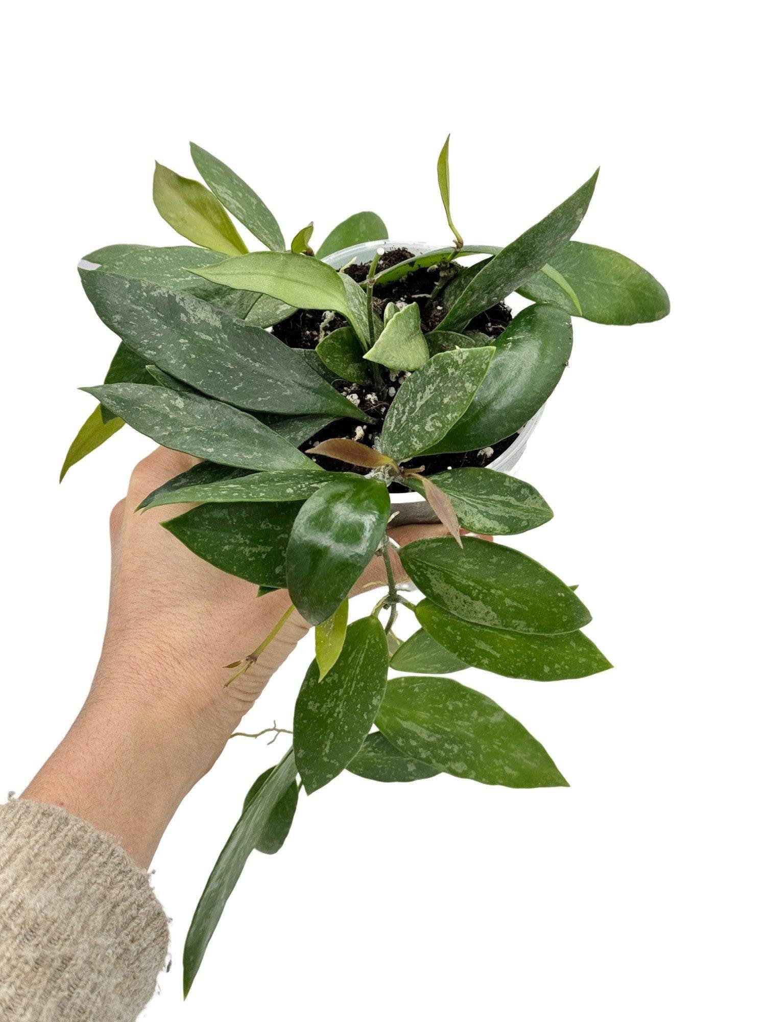 Hoya Memoria - Pot de 9cm - Plantes d'intérieur - Image 1