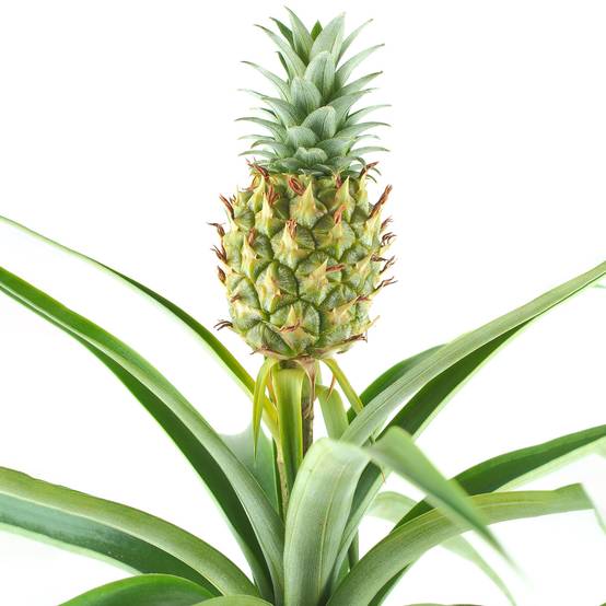 Gardenersdream - 1 X Ananas Comosus Amigo – Plante D’Ananas | 35-45 Cm Plante D’Intérieur Cadeau En Pot - GardenersDream - Image 1