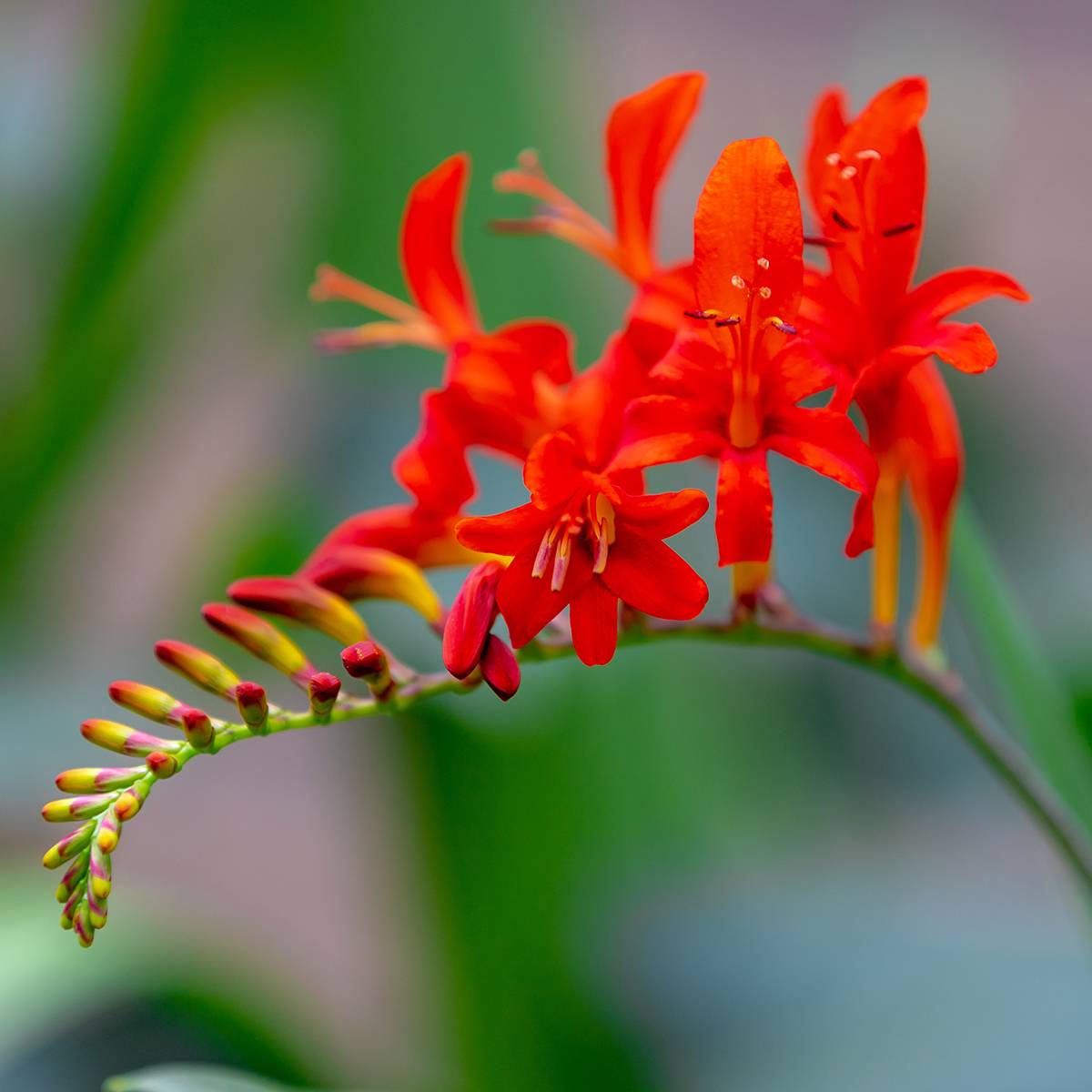 Promesse de Fleurs - Crocosmia Lucifer - Montbretia rouge écarlate Godet de 8/9 cm